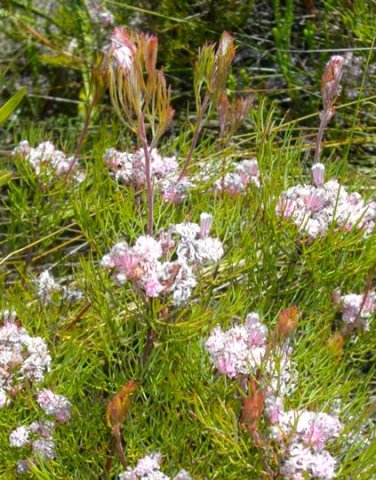 Serruria fasciflora new leaves red